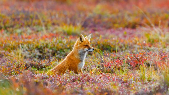 美国,狐狸,草,福克斯,性质,德纳利国家公园和保留,鲜花,阿拉斯加
