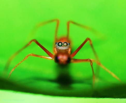 宏观摄影的棕色蜘蛛,红色的蚂蚁高清壁纸