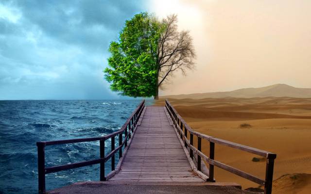 壁纸大海,树,创意,水,沙漠,跟踪