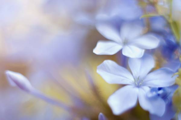 蓝色的花朵高清壁纸
