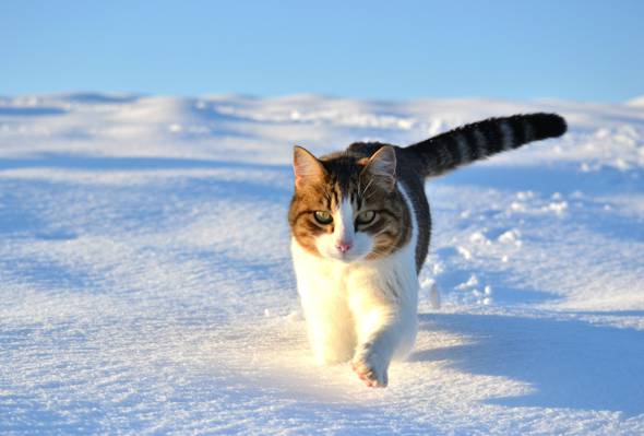 猫,走,猫,雪,冬天