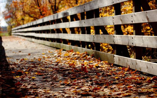 桥,秋天,叶子,性质