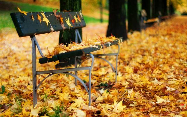 板凳,公园,秋天,叶子