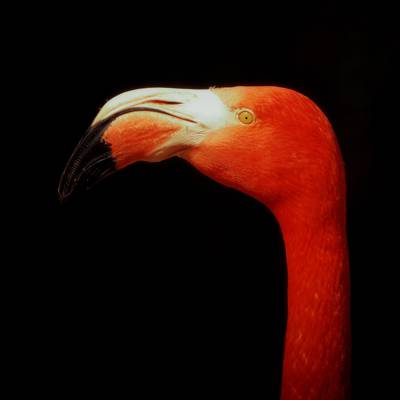 火烈鸟选择性的彩色摄影,动物高清壁纸