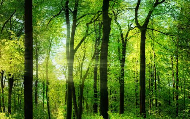 夏天,树木,绿色,太阳的光线,森林