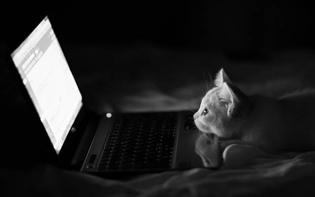 猫,黑色和白色,汉娜,晚上,笔记本电脑,本杰明托德,单色