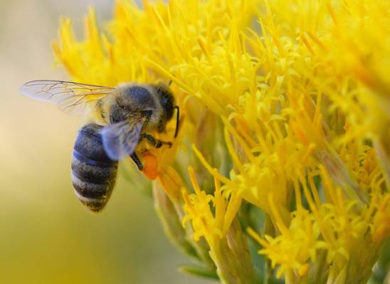 高清摄影的灰色和黑色的蜜蜂在黄色的花,蜜蜂,兔子刷高清壁纸