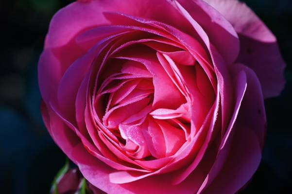 特写的粉红色的玫瑰盛开,罗莎高清壁纸