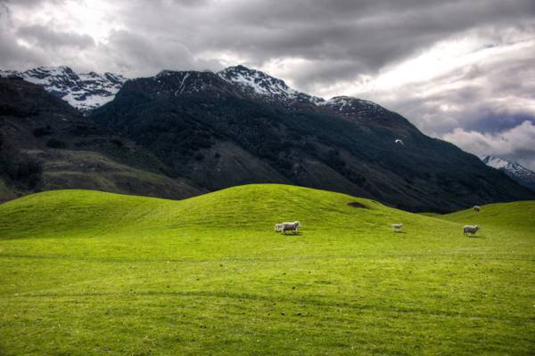 风景拍摄的几个绵羊在山高清壁纸附近的草地上