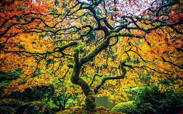 日本的枫树,秋天,波特兰,树木,俄勒冈州,波特兰,俄勒冈州,枫树公园