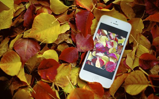 照片,苹果,叶子,iphone,摄影师,杰米·弗里斯,照片,秋天