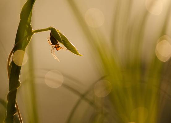 浅焦点摄影的绿色叶子上的棕色蜘蛛高清壁纸