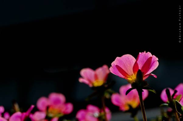 粉色的花朵特写摄影高清壁纸