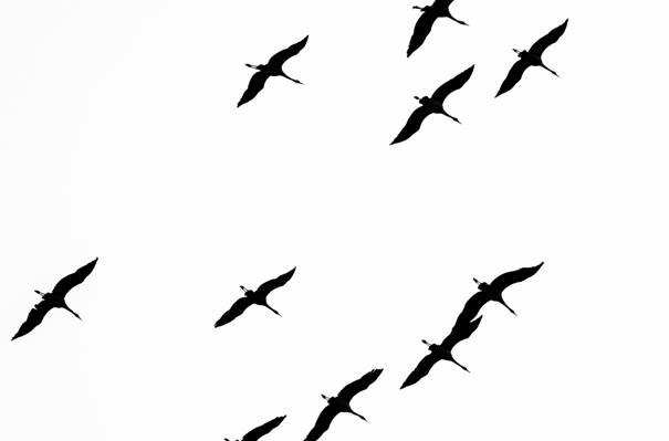 飞行,自由,鸟类