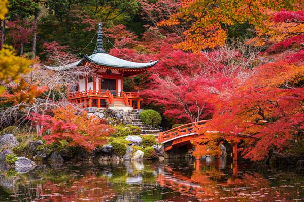 公园,桥,树,灌木丛,京都,日本,宝塔,池塘,秋天,石头