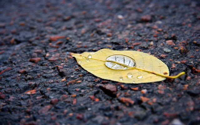 黄色枯萎的叶子高清壁纸水露珠的特写摄影