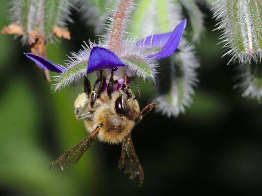 浅景深摄影的棕色蜜蜂在紫色的花,琉璃苣HD壁纸