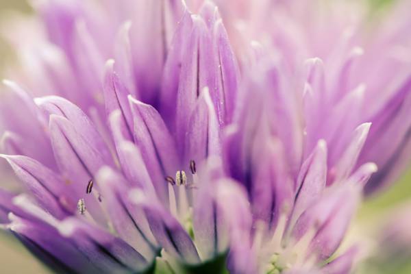 紫色pallled花卉特写摄影高清壁纸