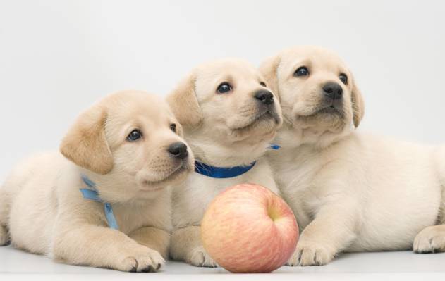 猎犬,三重奏,拉布拉多,苹果,小狗