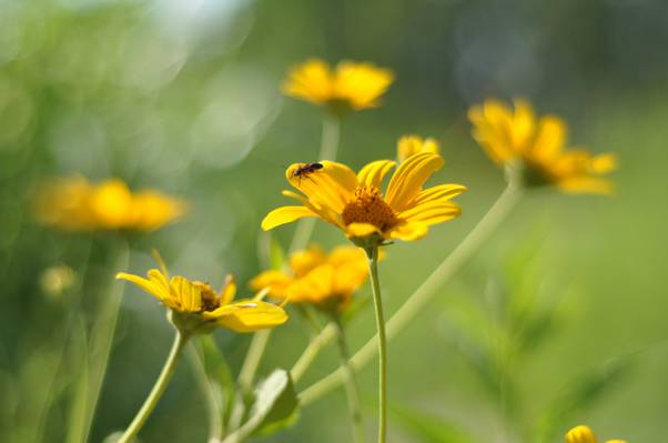 在白天高清壁纸的黄色花朵上的甲虫
