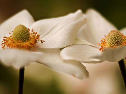 特写镜头摄影的两个白色的花朵高清壁纸