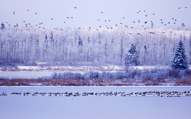 雪,冬,树,水,艾伯特,天空,加拿大,鹅,麋岛国家公园