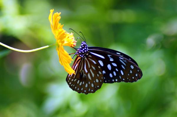 黑白蝴蝶的特写镜头摄影,琅勃拉邦HD壁纸