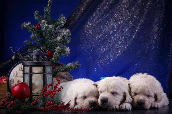 小狗,白色,三重奏,新的一年,猎犬