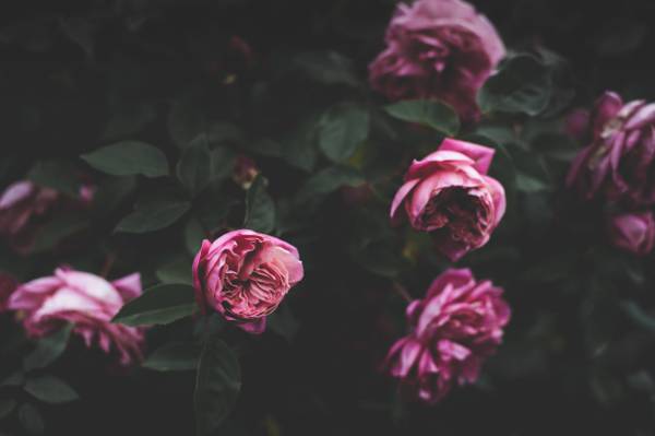 花,布什,玫瑰,芽,粉红色