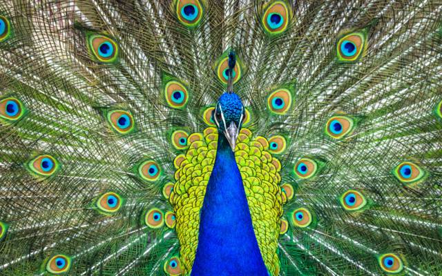 壁纸蓝色,草,模式,鸟,尾巴,尾巴,全脸,孔雀,乳房,性质,打开,波峰,绿色,羽毛