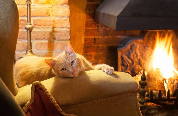 看,壁炉,猫
