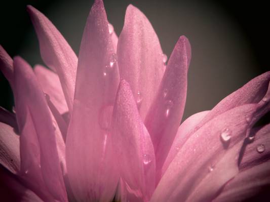粉红色的花朵高清壁纸的浅焦点照片