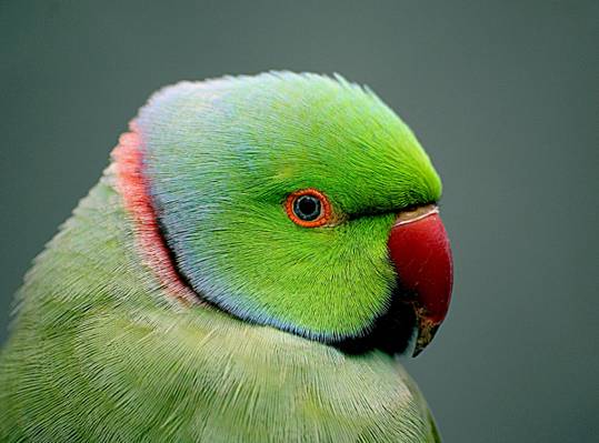 绿色和红色的鹦鹉,psittacula,印度高清壁纸