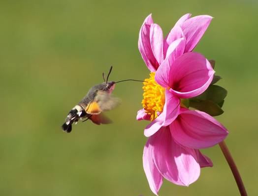 蜂鸟盘旋在桃红色petaled花HD墙纸前面