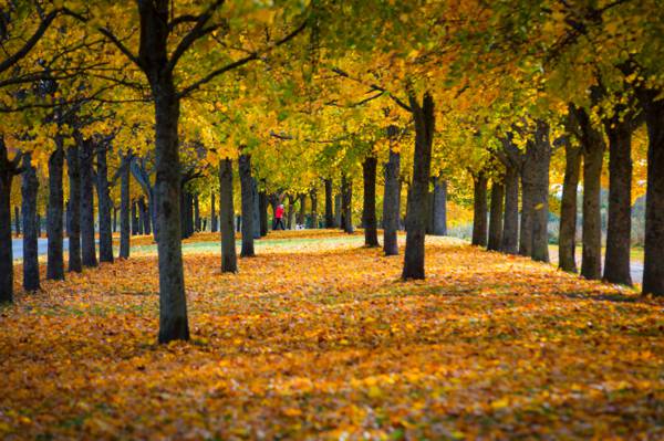 绿色和棕色树上的叶子在地面上,乌普萨拉高清壁纸