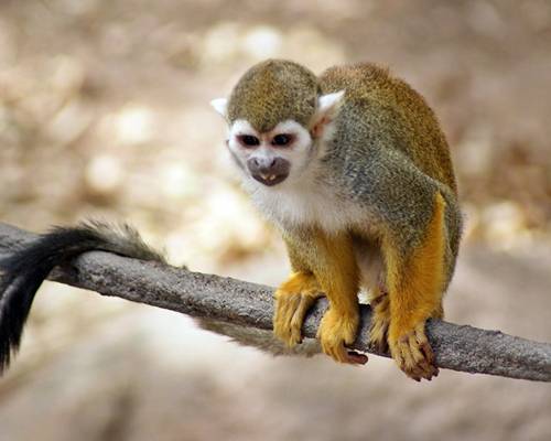 黄色,灰色和白色的猴子栖息在灰色的树枝,松鼠猴子高清壁纸