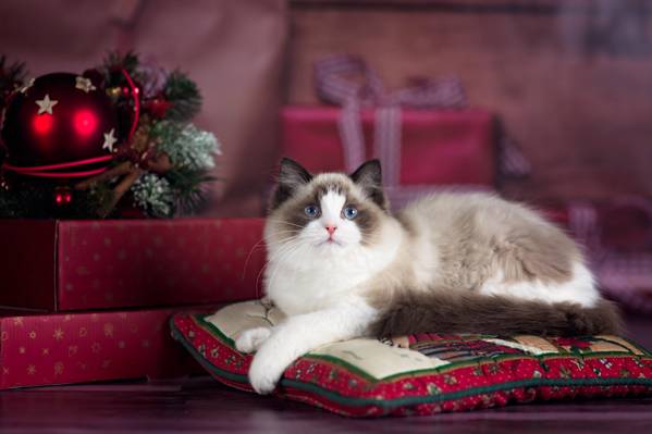 猫,动物,礼物,假期,圣诞节,框,枕头,新的一年,布娃娃,布娃娃,猫