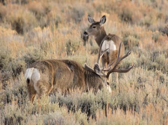 两个鹿在绿地上,怀俄明州高清壁纸
