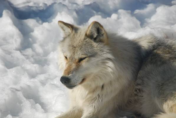 棕色的狼狗在雪地上,haliburton高清壁纸