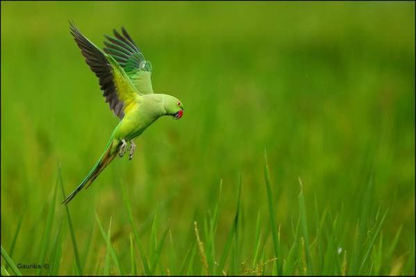 绿色的长尾小鹦鹉飞近绿草,玫瑰环鹦鹉高清壁纸