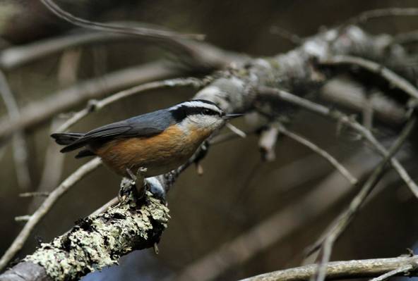 灰色和棕色的鸟选择性焦点摄影树栖息处高清壁纸