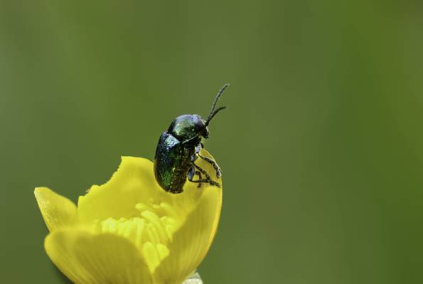 绿色六月甲虫在黄色petaled花在白天高清壁纸