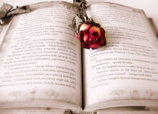 棕色的书页封面上的红玫瑰浅焦点摄影高清壁纸