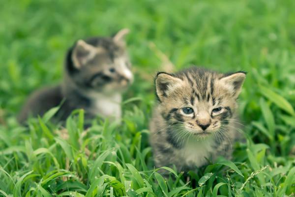 百慕大草高清壁纸上的两只银虎斑小猫