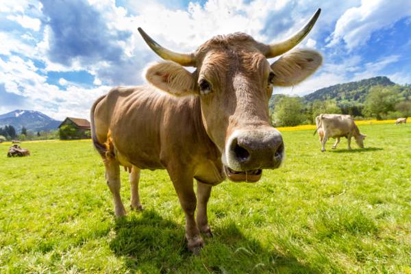 在重的云彩下的草地上的棕色母牛高清壁纸