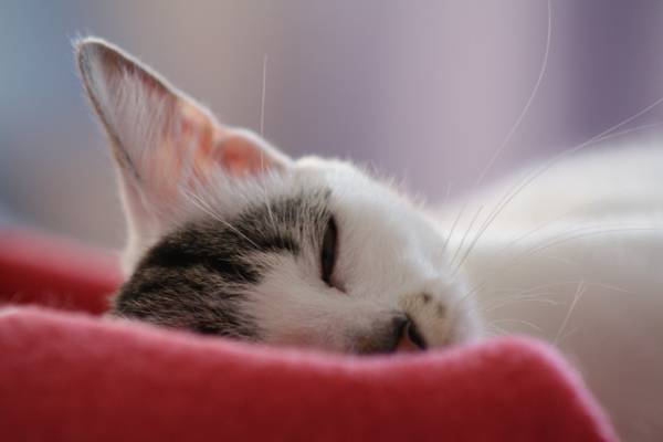 白色的虎斑猫睡在红垫高清壁纸的选择性照片