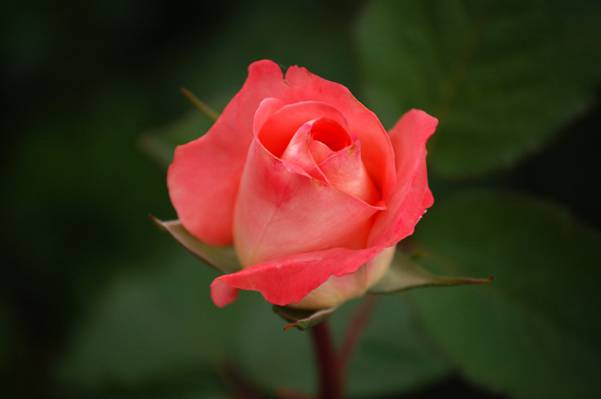 粉红色玫瑰在白天高清壁纸的选择性焦点