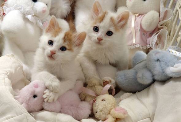 对,玩具,小猫,白色