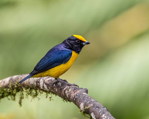 选择性焦点摄影的蓝色和黄色的鸟,棕色的树干,橙腹腹euphonia高清壁纸上的黑色喙