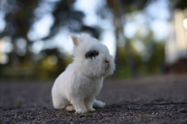 白兔子,兔子高清壁纸的特写照片